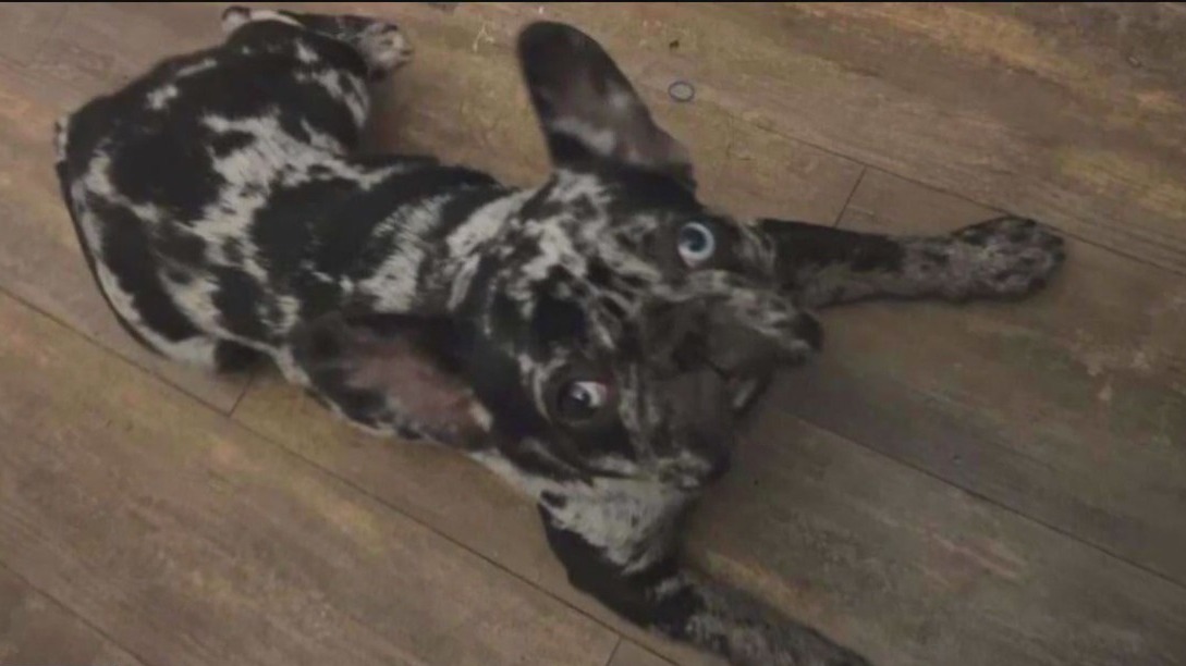 Search for stolen French bulldog in Pinellas County