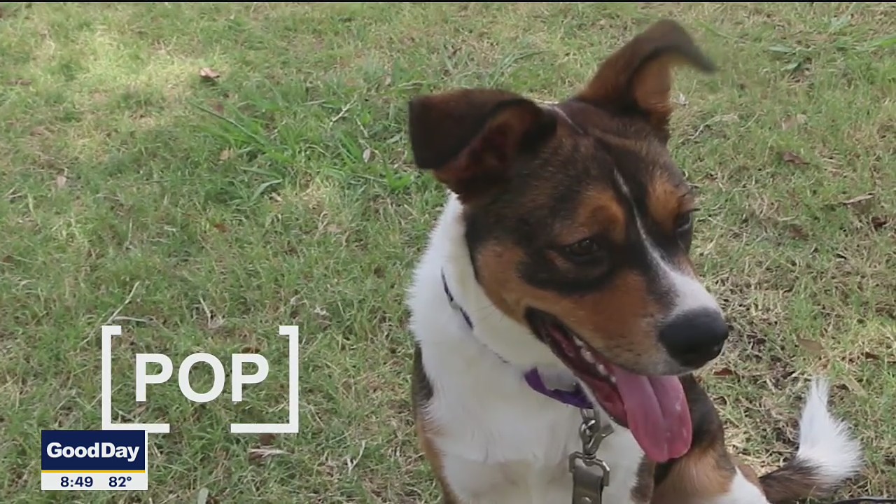 Dog of the Day: Pop