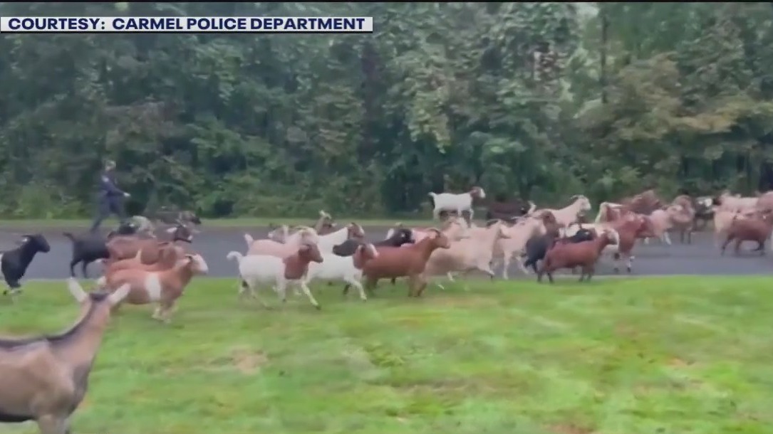 Across America: Goats on the loose