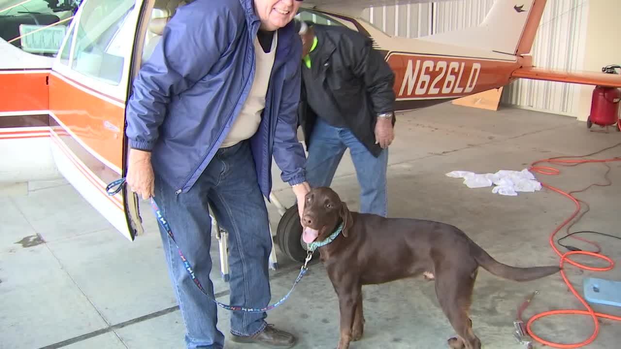 Chocolate lab hit by gunfire flown to Tampa for treatment