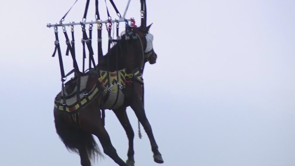 Horse rescued from Santa Ana River