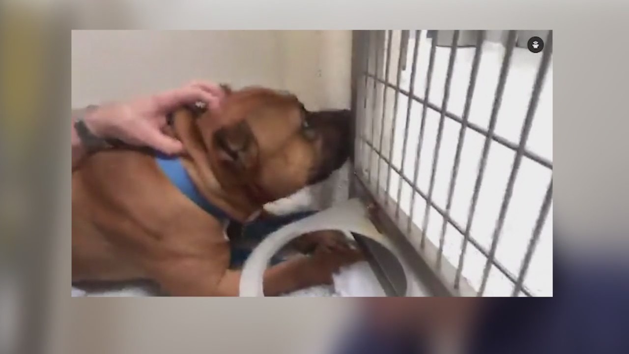 FOX 32s Scott Schneider cages himself for West Suburban Humane Society fundraiser